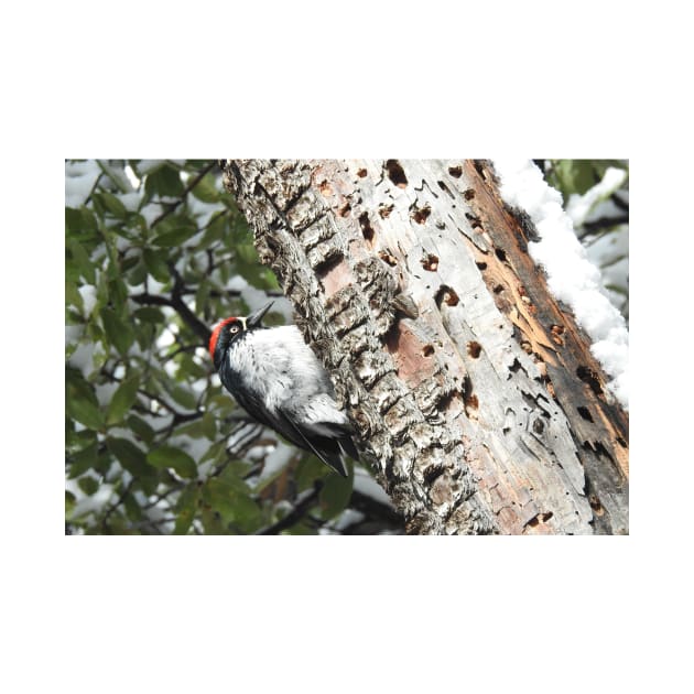 Acorn woodpecker, wild birds, wildlife gifts by sandyo2ly