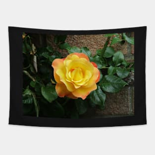 Yellow climbing roses Tapestry