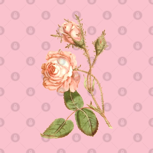 Pink rose flower Vintage Botanical Print by Biophilia