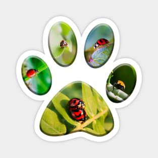 pet paw prints with ladybug photo background Magnet