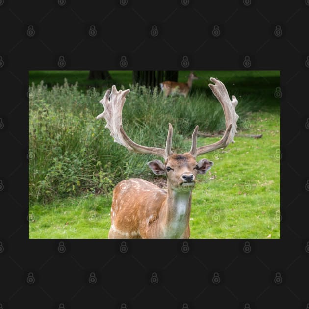 Fallow Deer with Antlers by Russell102