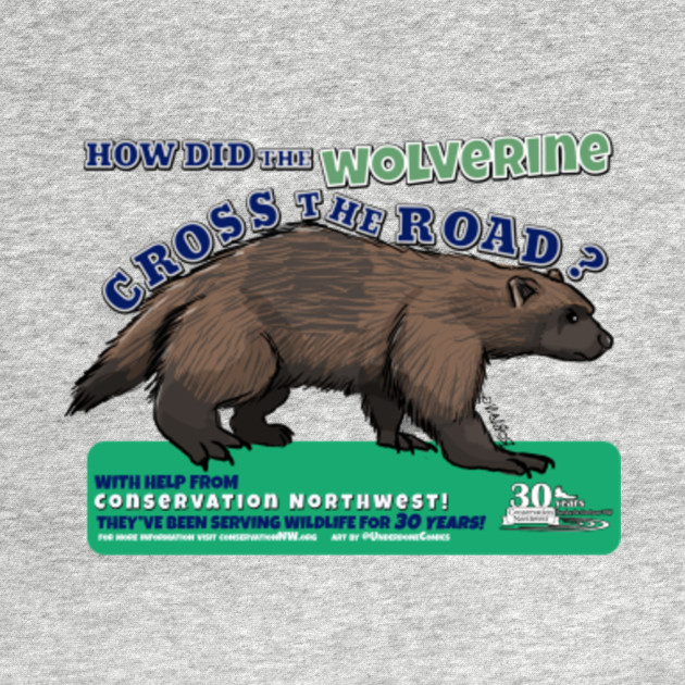 How did the Wolverine cross the road? Conservation Northwest