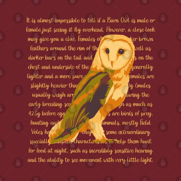 Barn Owl Information by Slightly Unhinged