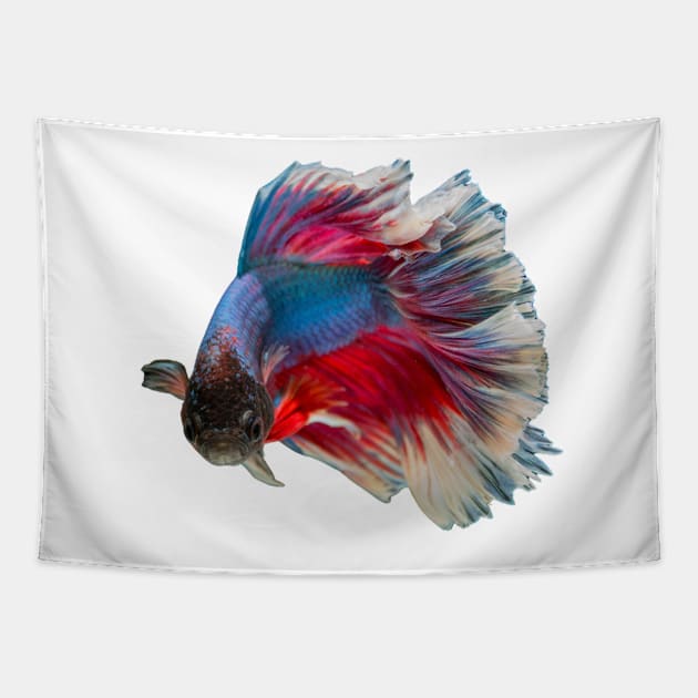 Siamese Fighting fish lovely design for people who keep tropical fish Tapestry by Abstractdiva