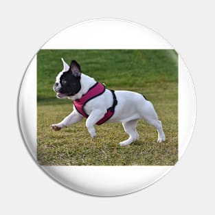 French bulldog Pin