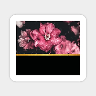 Pink flowers Magnet