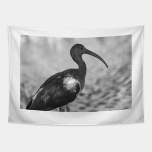 American white ibis   black and white 3 Tapestry