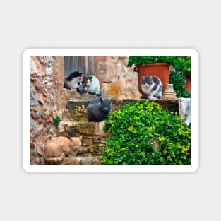 Siesta time for the cats of Monemvassia Magnet