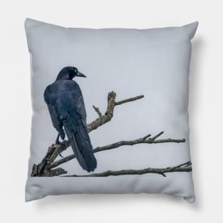 Great Tailed Grackle Perched Pillow