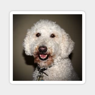 Jake The Labradoodle Magnet