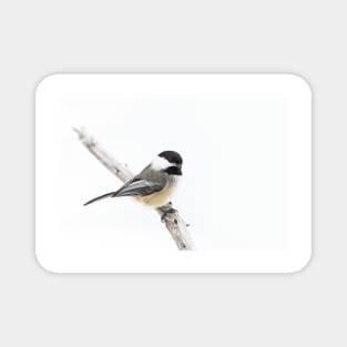 Algonquin Chickadee Magnet