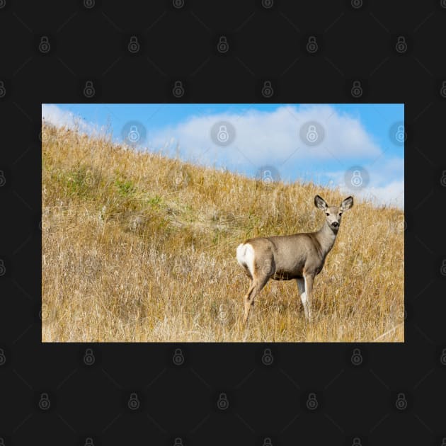 Deer Looking Down From Hill by saku1997