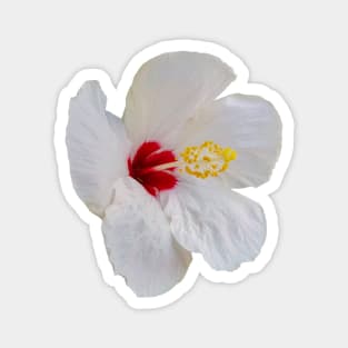 White Hibiscus Floral Photo Magnet