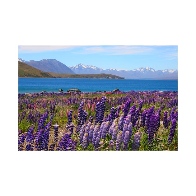 Lake Tekapo and wild flowering lupins by JohnDalkin