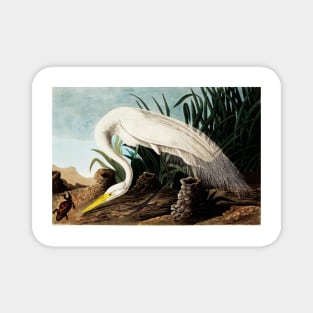 Bird of America  Bird, bird lover, america, beautiful  Public domain painting by John James Audubon Magnet