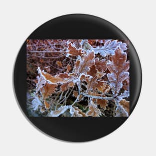 Oak leaves in frost Pin