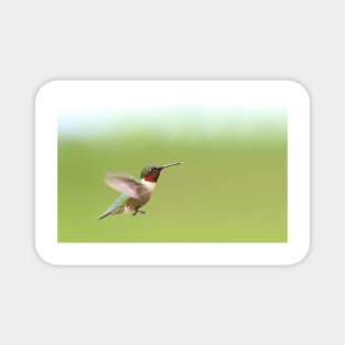 Ruby-throated Hummingbird Magnet