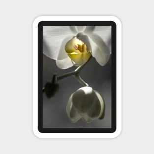 White Orchid Illuminated Magnet