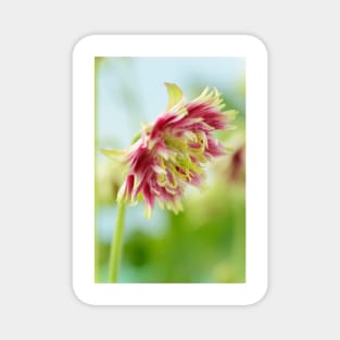 Aquilegia vulgaris var. stellata  &#39;Nora Barlow&#39; (Barlow Series)  Columbine Magnet