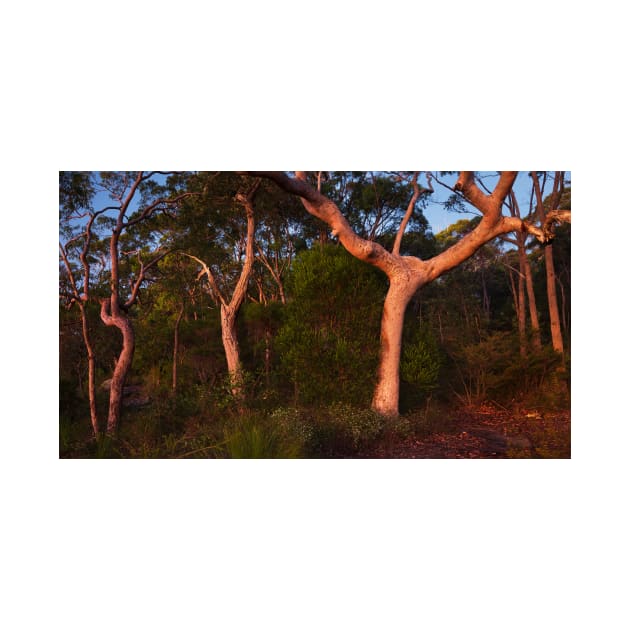 Trees in Dawn Light by Geoff79