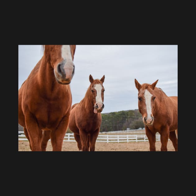 horses in pasture by sarelitay