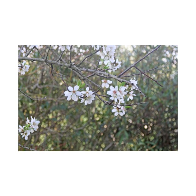 Almond tree branches and flowers by oknoki