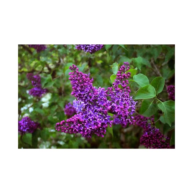 Vivid Purple Lilacs by SeaChangeDesign