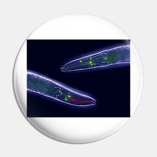 Caenorhabditis elegans (C011/1388) Pin