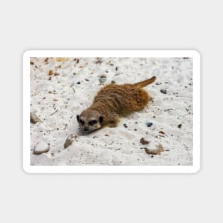 Relaxing Meerkat! Magnet