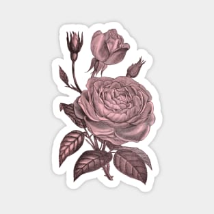 Pink Rose Flower Vintage Floral Illustration Magnet