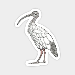 White Ibis Magnet