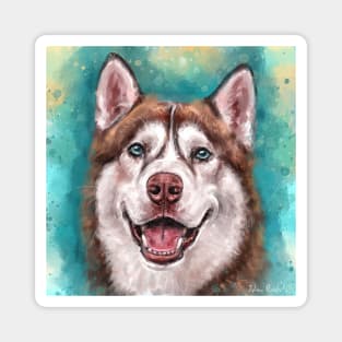 Brown and White Siberian Husky Smiling on Blue background Magnet