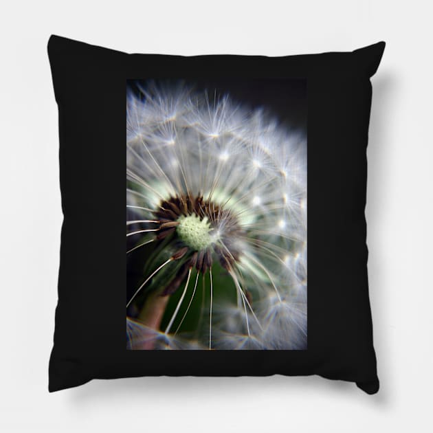 Dandelion Seeds Pillow by InspiraImage