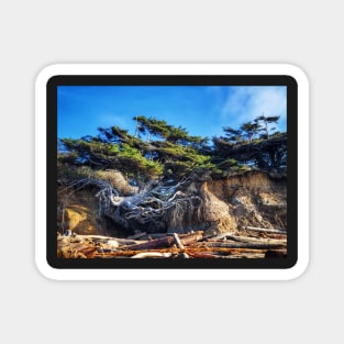 Kalaloch Tree of Life Magnet