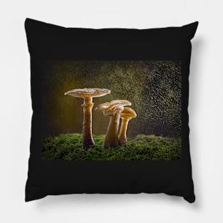 Honey Fungus in Rain Pillow