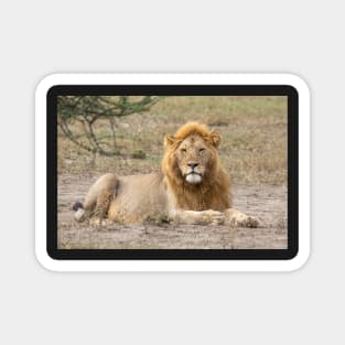 African Lion: Adult Male, Tanzania Magnet