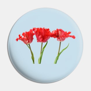 Tulipa  &#39;Garden Fire&#39;   Parrot Tulip Pin