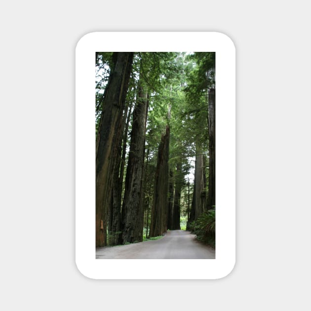 Redwood Trail - Crescent City, CA Magnet by searchlight