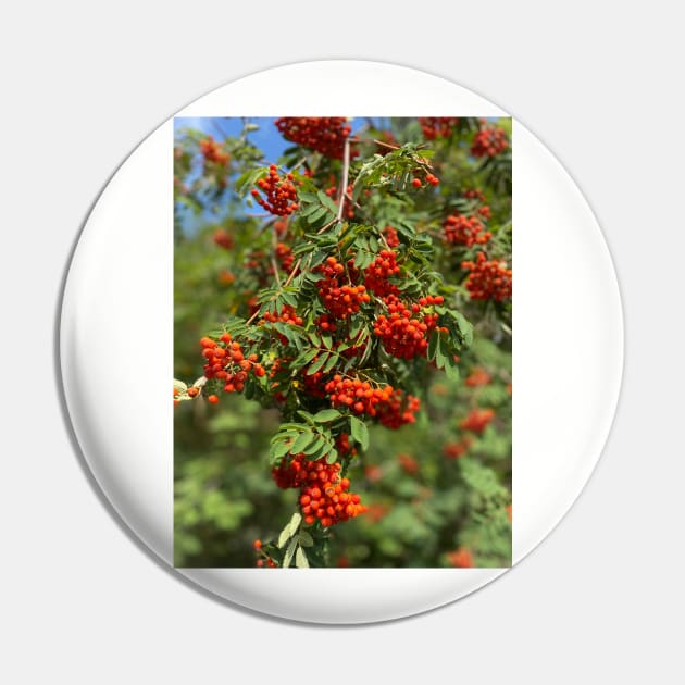 Mountain ash, nature, tree Pin by IDesign23