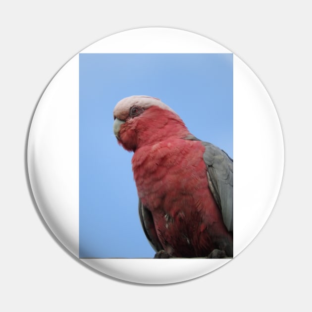 Galah Pin by kirstybush