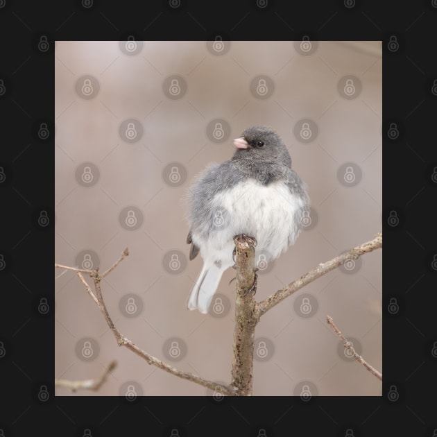 Fluffy Dark Eyed Junco with brown/tan blurred background by BirdsnStuff