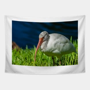 American white ibis 2 + 2 Tapestry