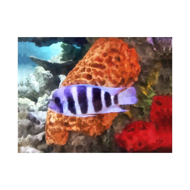 Fish - Striped Tropical Fish Frontosa by SusanSavad