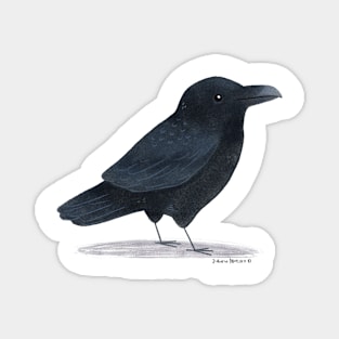 American Crow Magnet