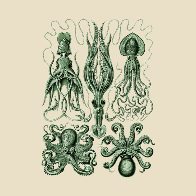 Ernst Haeckel Gamochonia Octopus Green by Scientistudio