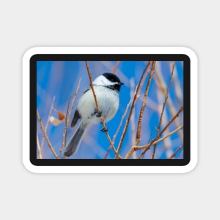 Little Chickadee Magnet