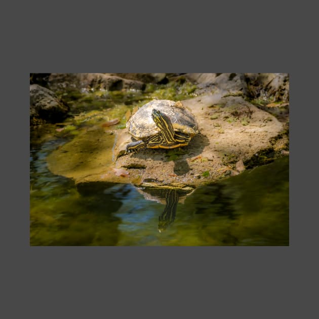 Turtle Enjoying the Sunshine by Debra Martz