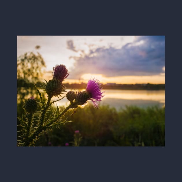 Cirsium vulgare by psychoshadow