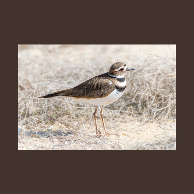 Single Killdeer by Debra Martz