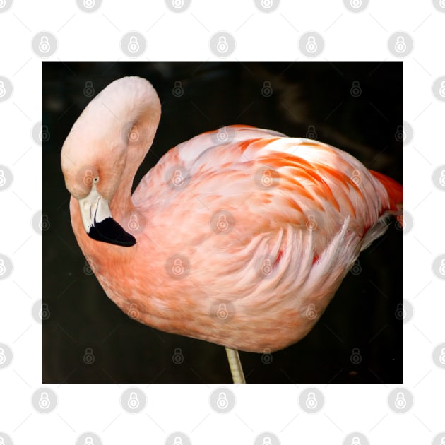 cli pink flamingo by pcfyi